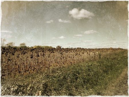 Field of Dead Sunflowers