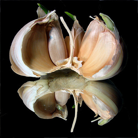 Garlic B