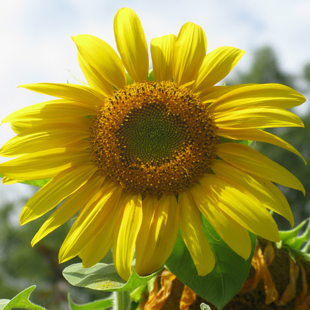 Sunflower #6