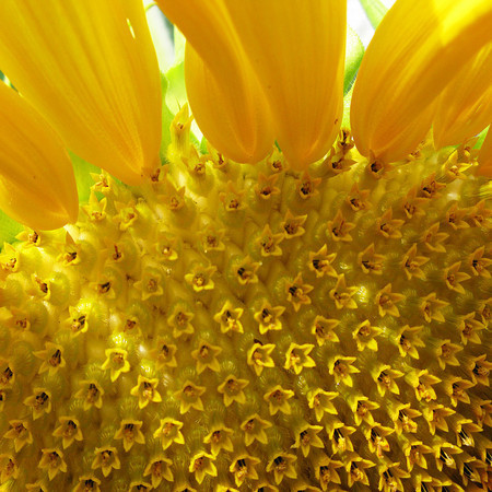 Sunflower #5