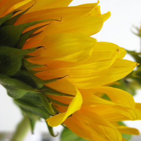Sunflower #7