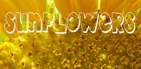 A Sunflower Sequence