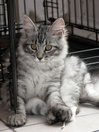 Kitten (Presley)
