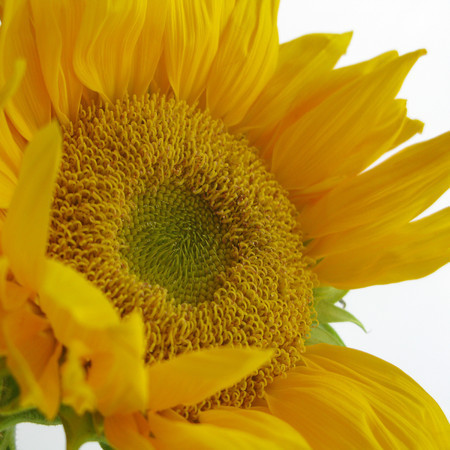 Sunflower 1.
